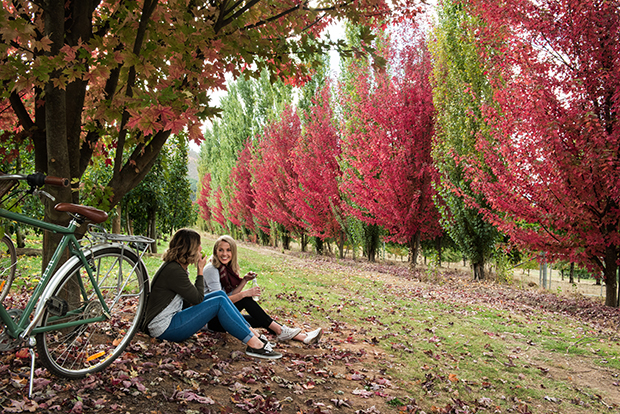 Nightingales Apple Orchards - right